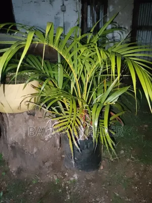 Golden Palm and Red Roses and Pink Roses Trees for Sale
