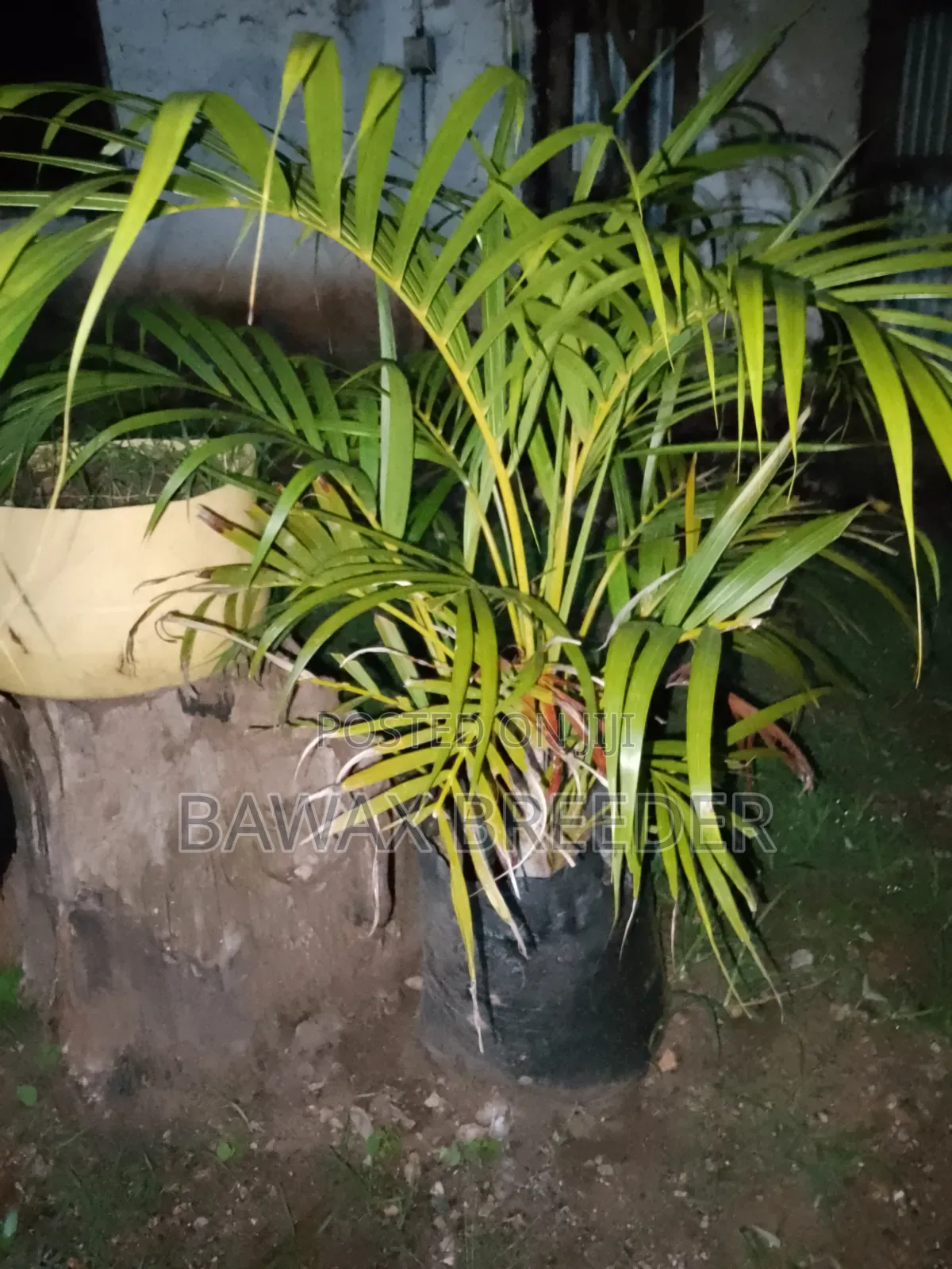 Golden Palm and Red Roses and Pink Roses Trees for Sale