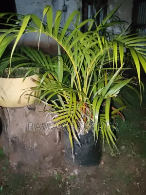 Golden Palm and Red Roses and Pink Roses Trees for Sale