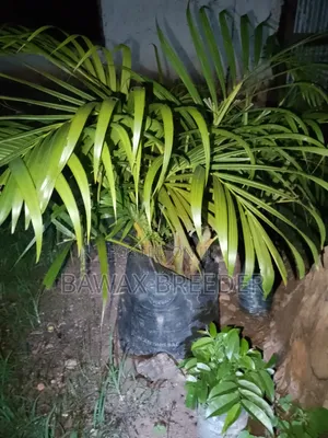 Golden Palm and Red Roses and Pink Roses Trees for Sale