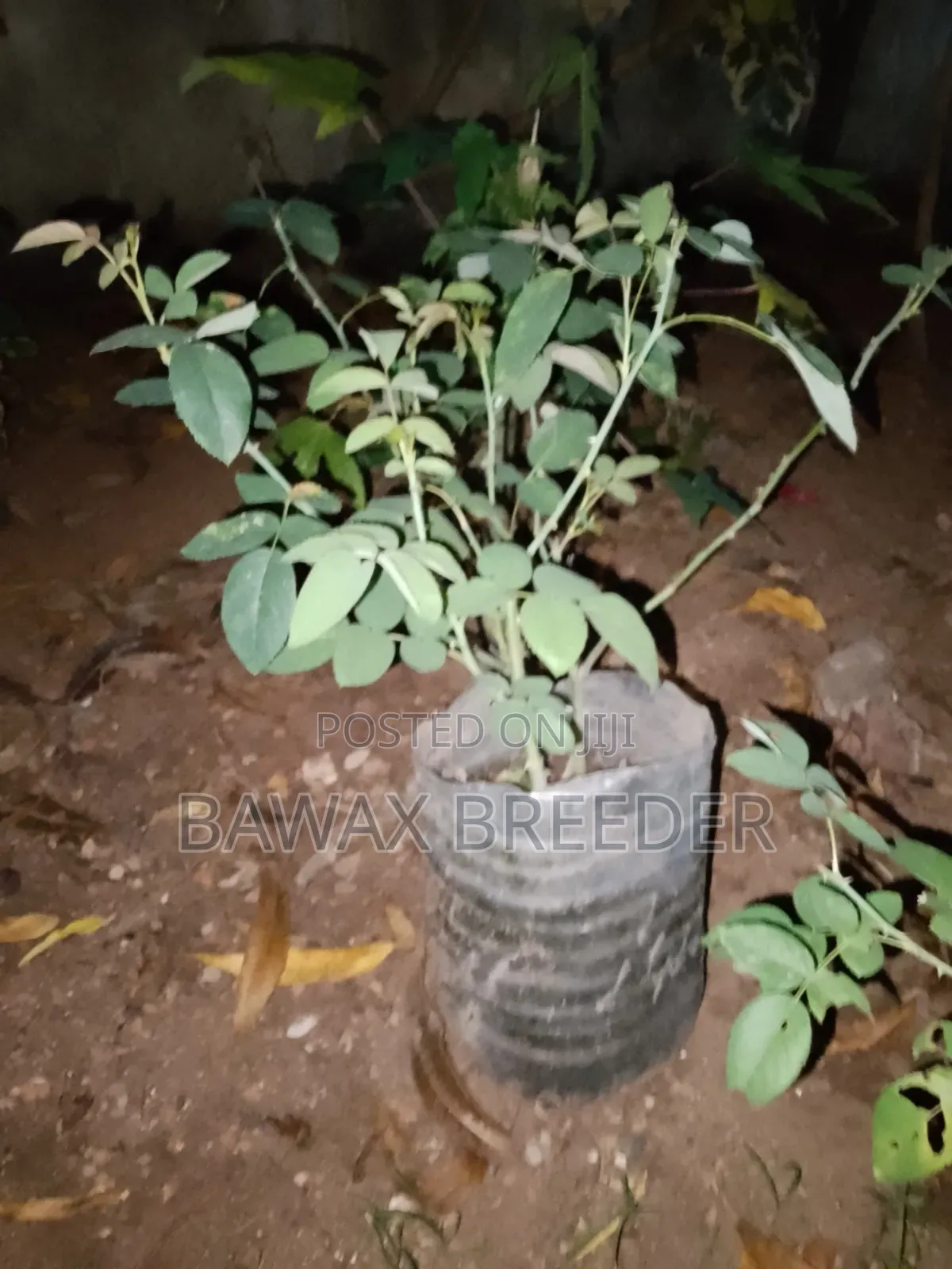 Golden Palm and Red Roses and Pink Roses Trees for Sale