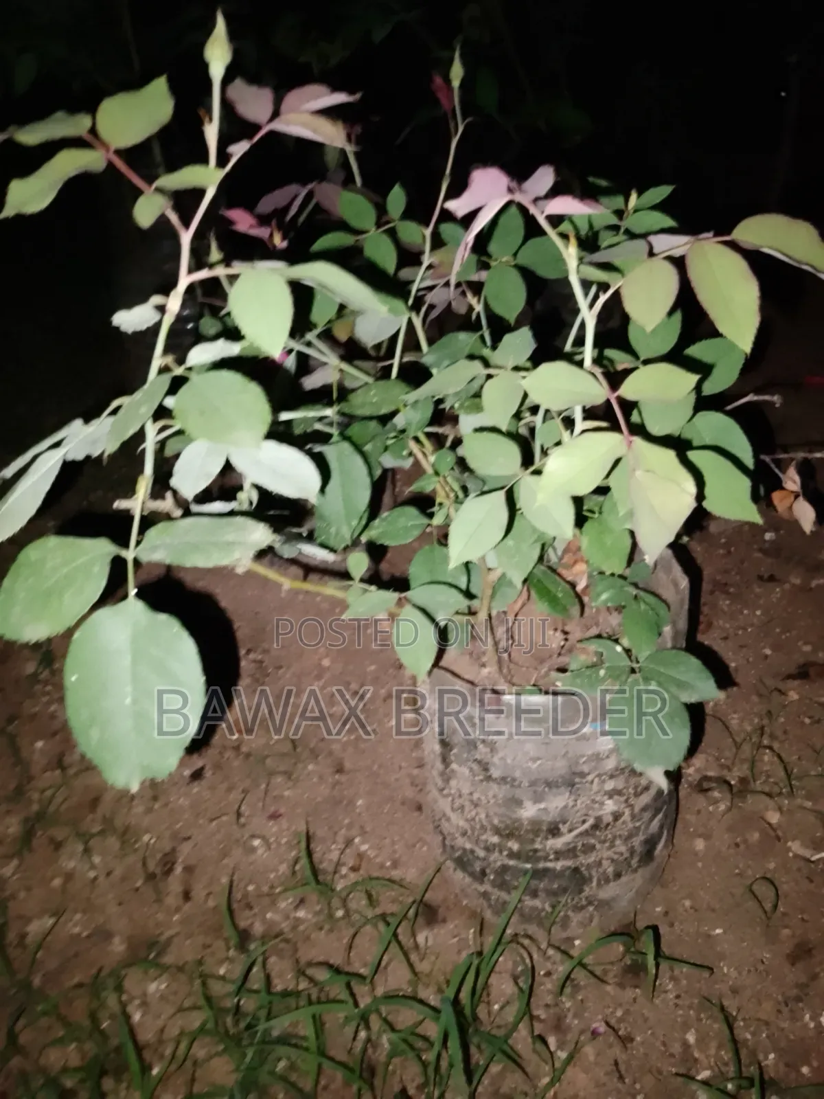 Golden Palm and Red Roses and Pink Roses Trees for Sale