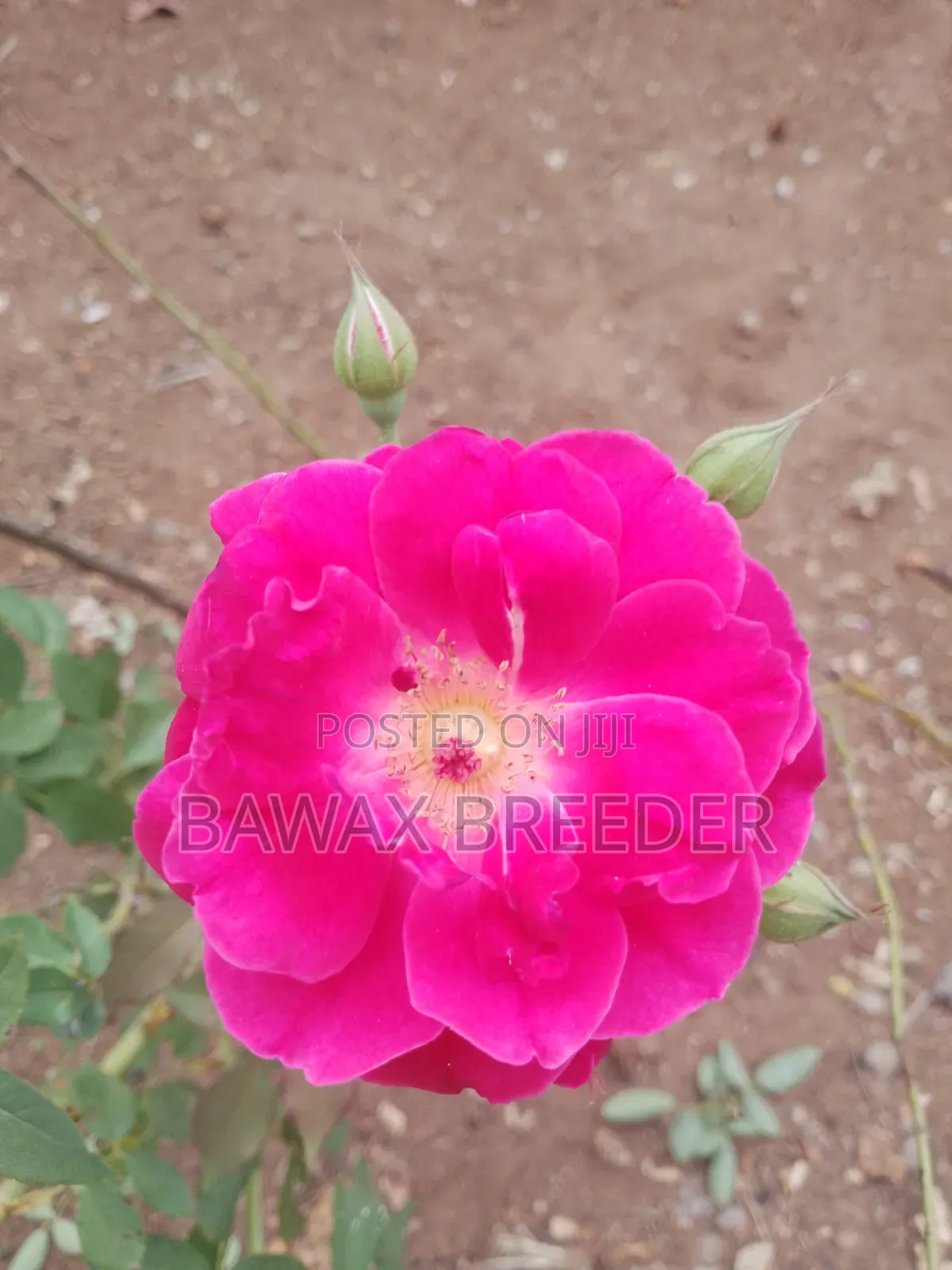 Golden Palm and Red Roses and Pink Roses Trees for Sale