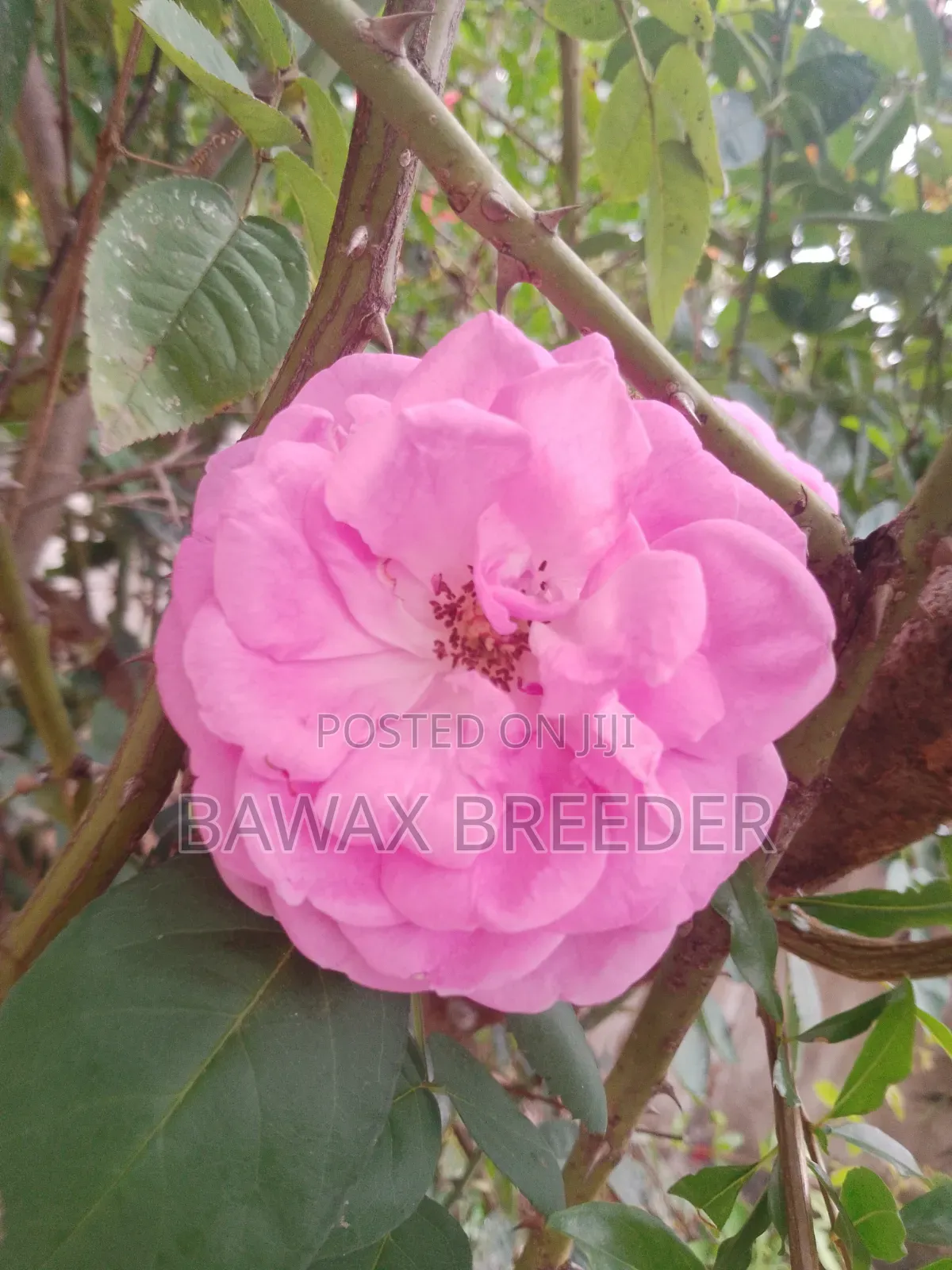 Golden Palm and Red Roses and Pink Roses Trees for Sale