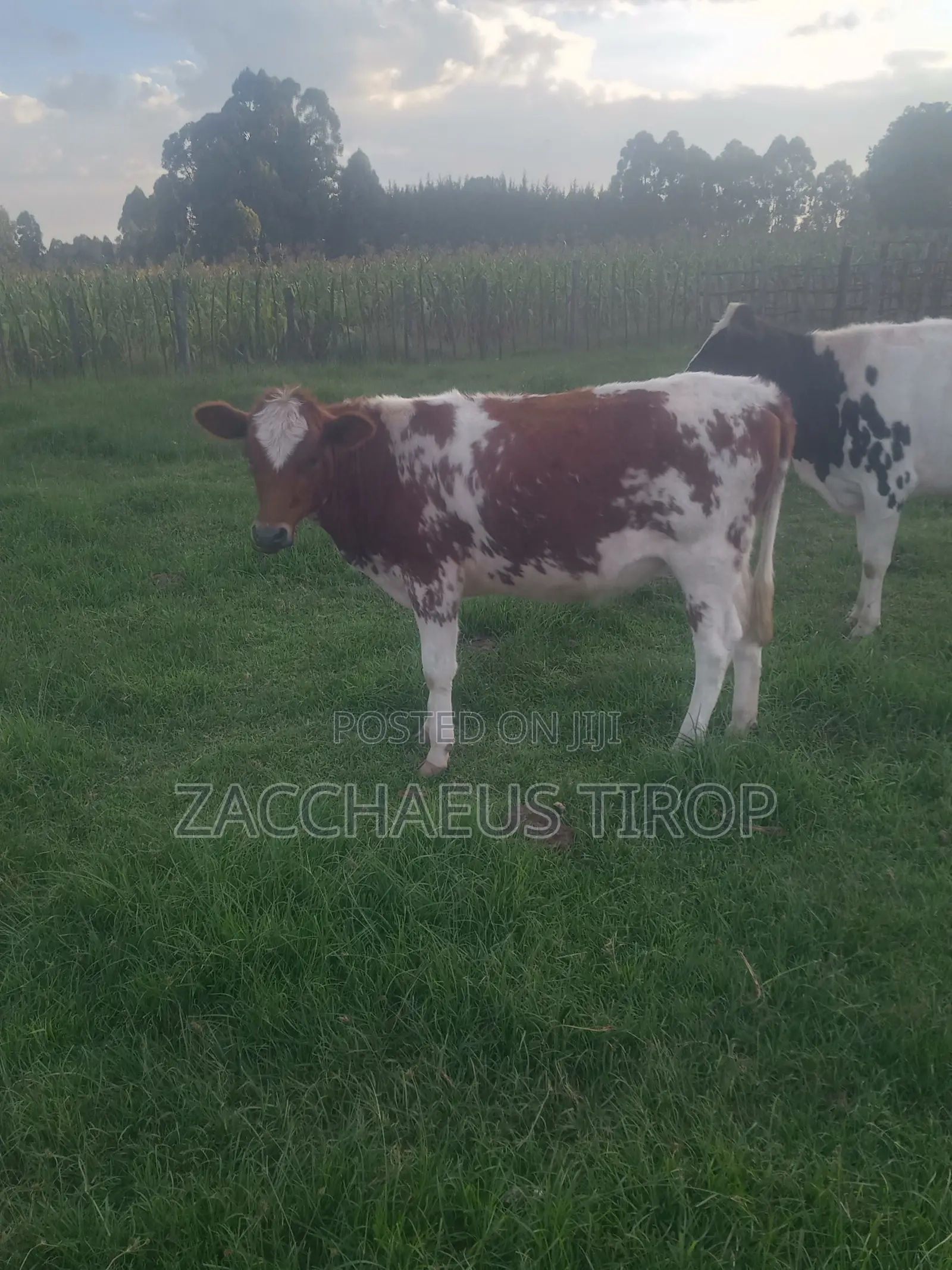 Heifer on Sale