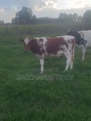 Heifer on Sale
