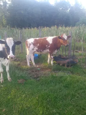 Heifer on Sale
