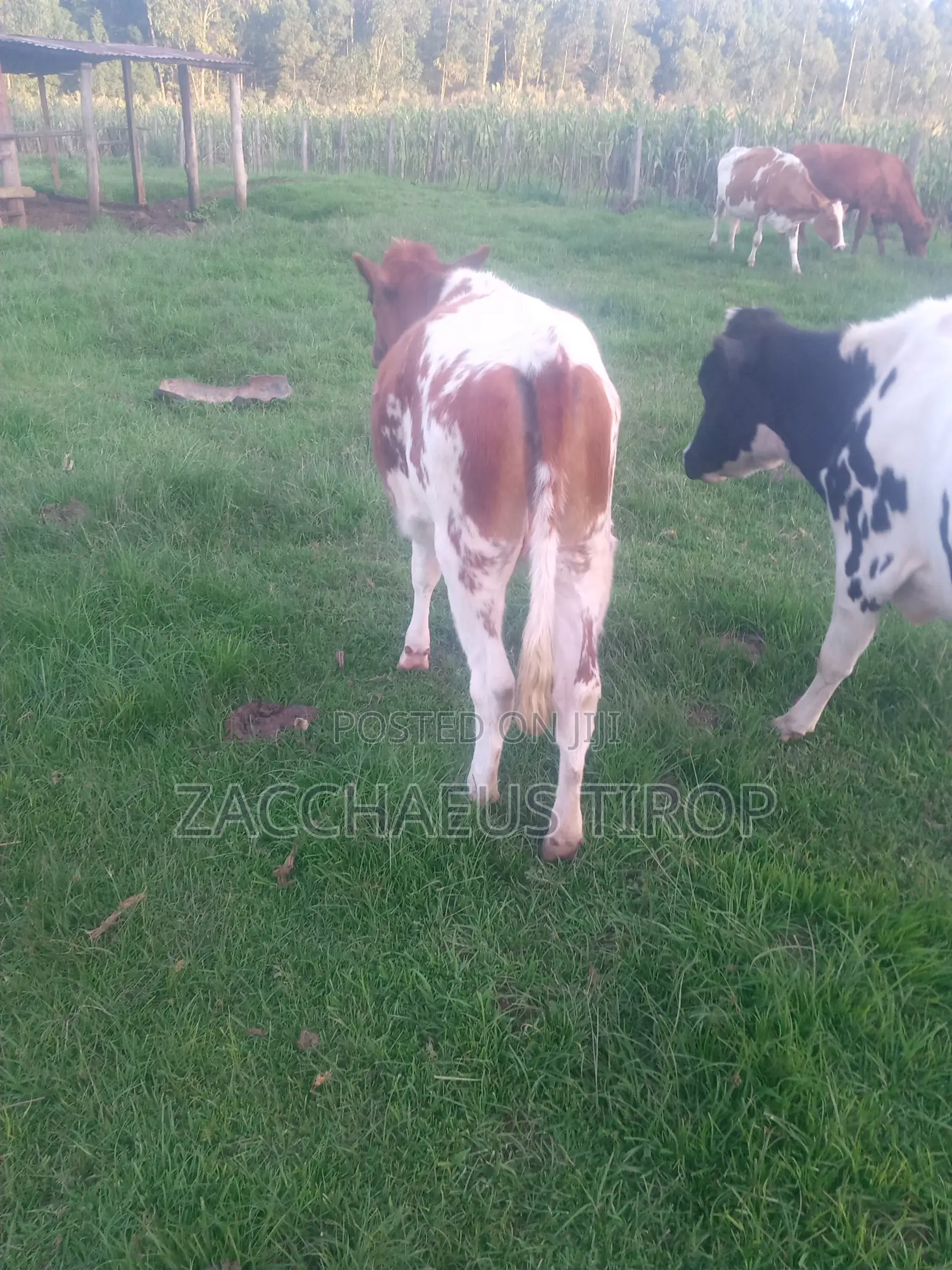 Heifer on Sale