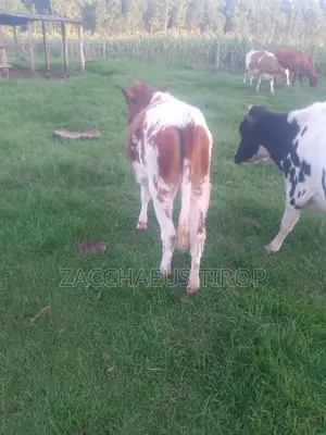 Heifer on Sale