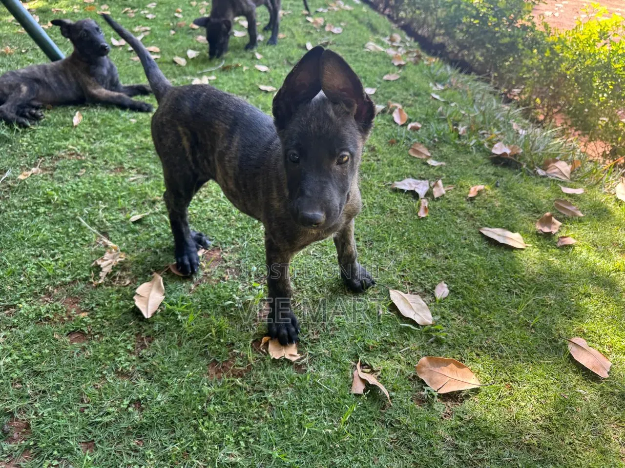 1-3 months Male Purebred Dutch Shepherd