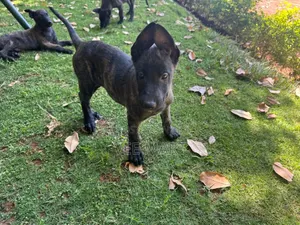 1-3 months Male Purebred Dutch Shepherd