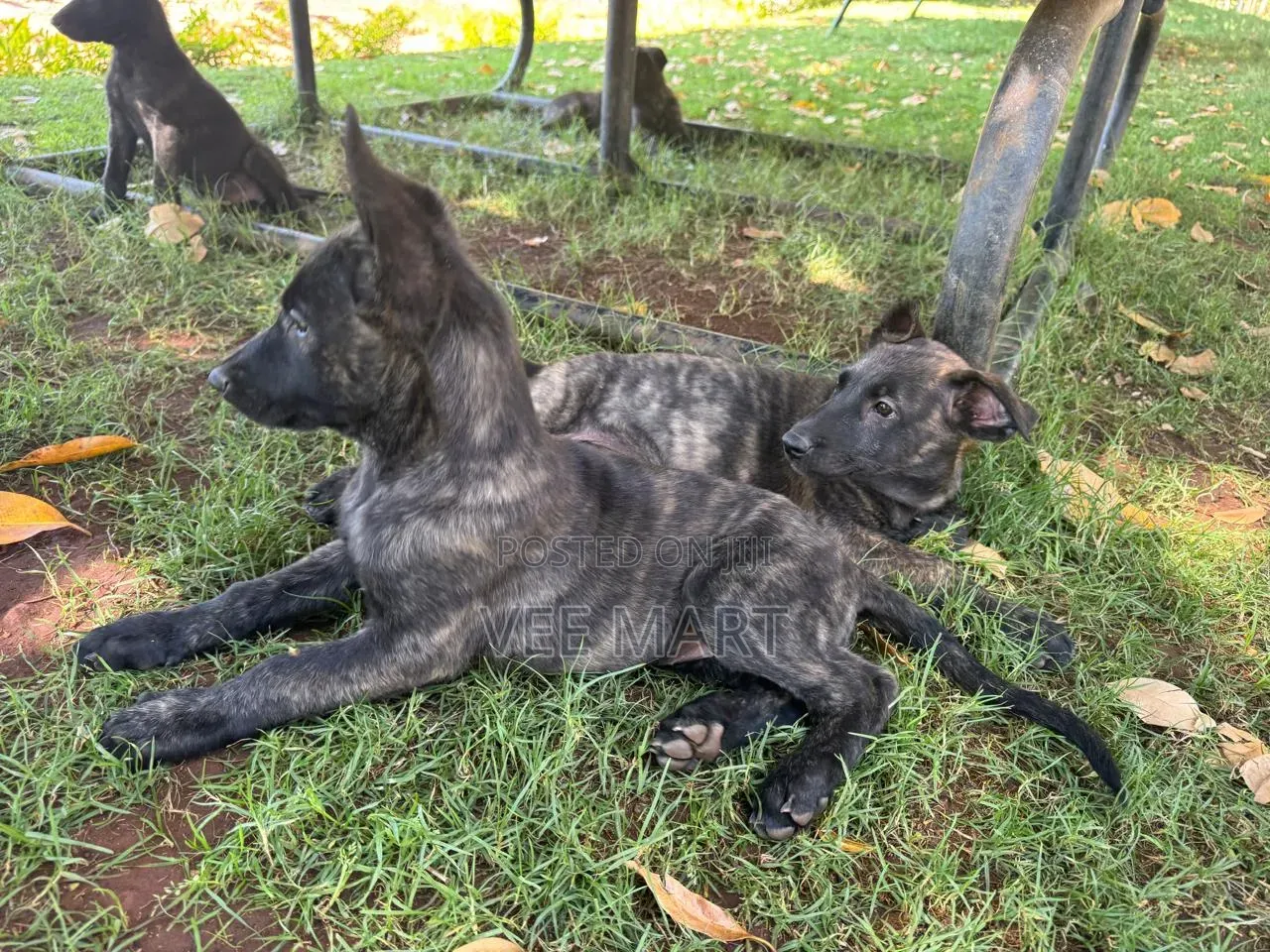 1-3 months Male Purebred Dutch Shepherd