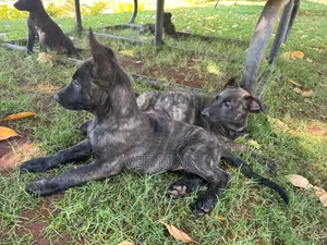1-3 months Male Purebred Dutch Shepherd