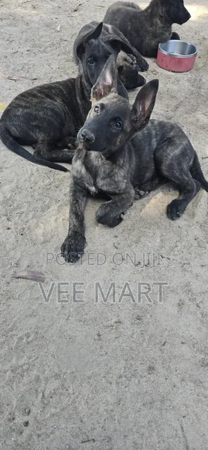 1-3 months Male Purebred Dutch Shepherd