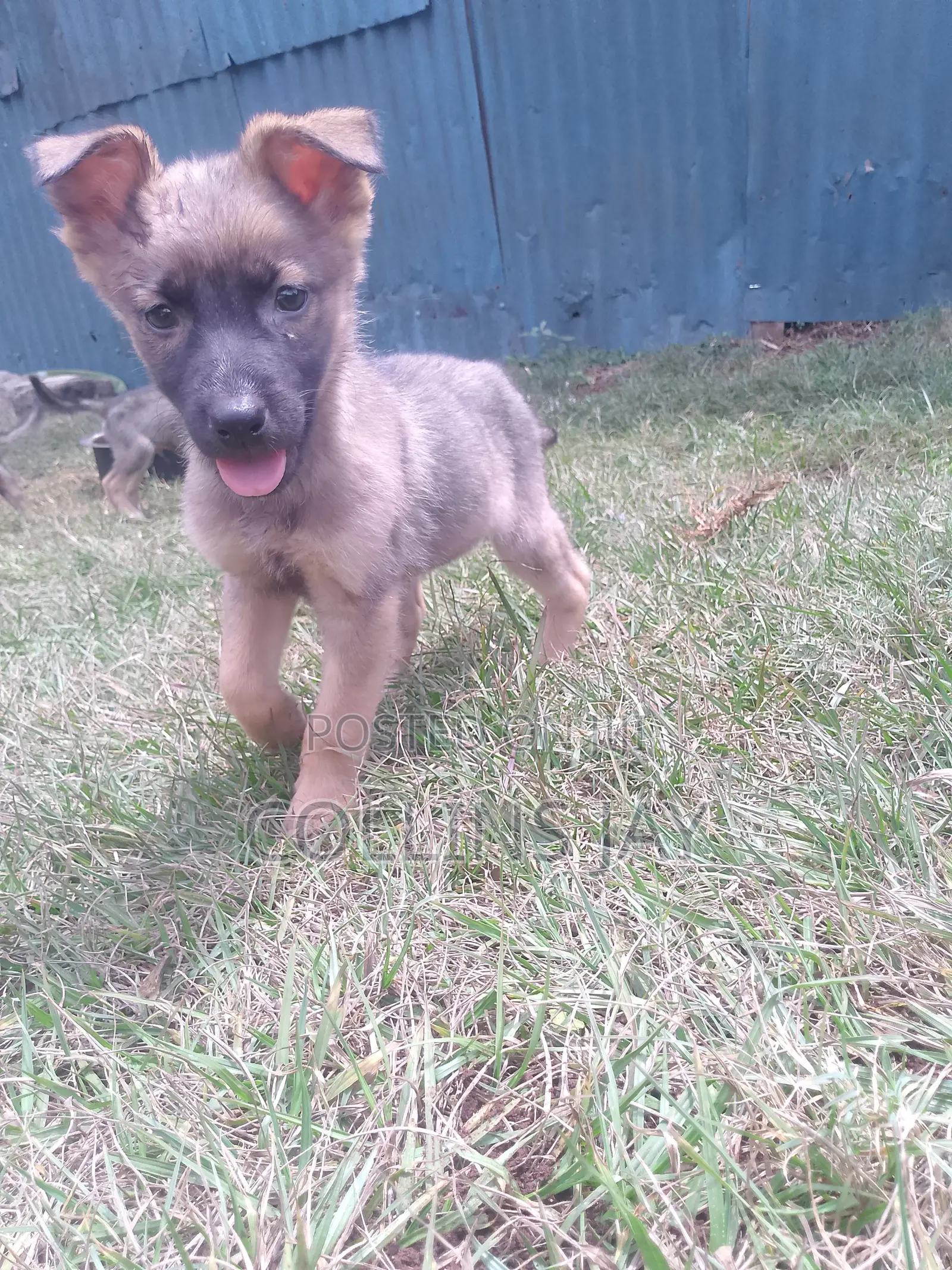 1-3 months Male Mixed Breed German Shepherd