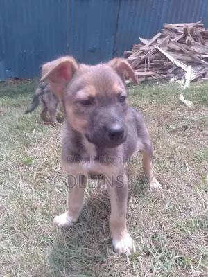 1-3 months Male Mixed Breed German Shepherd