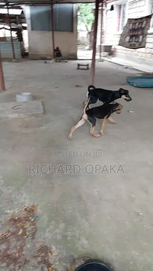 3-6 months Male Mixed Breed German Shepherd