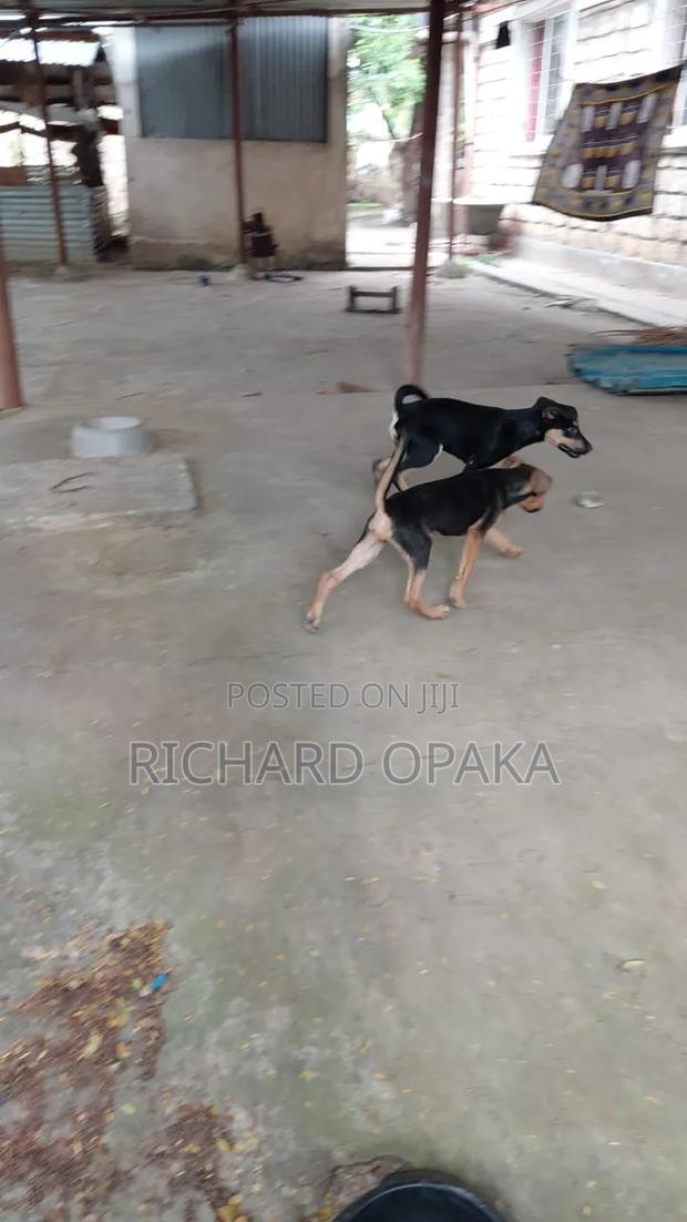 3-6 months Male Mixed Breed German Shepherd