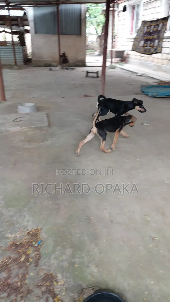 3-6 months Male Mixed Breed German Shepherd