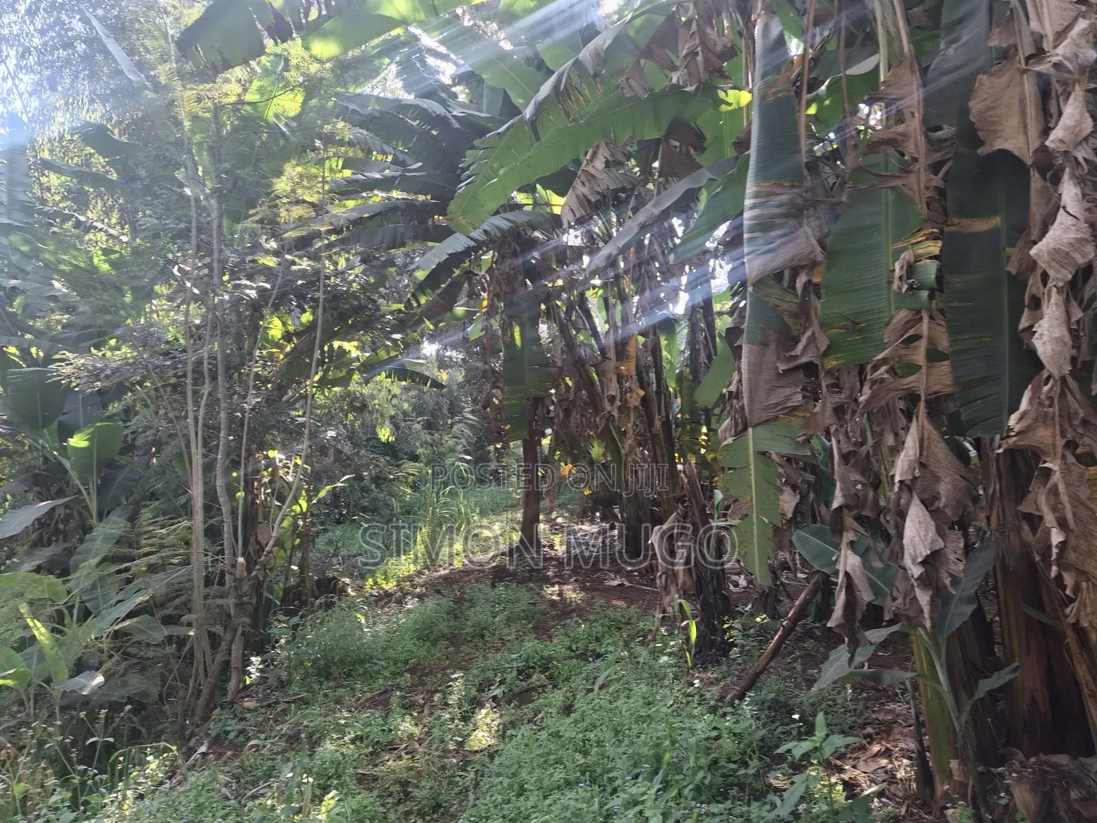 Mwimuto Prime Commercial/ Residential 50x100 Plot Freehold Title