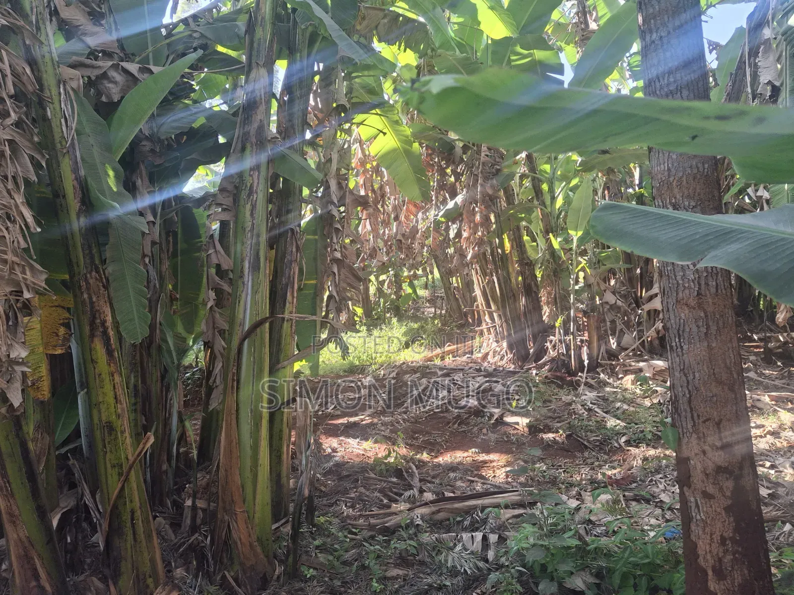 Mwimuto Prime Commercial/ Residential 50x100 Plot Freehold Title