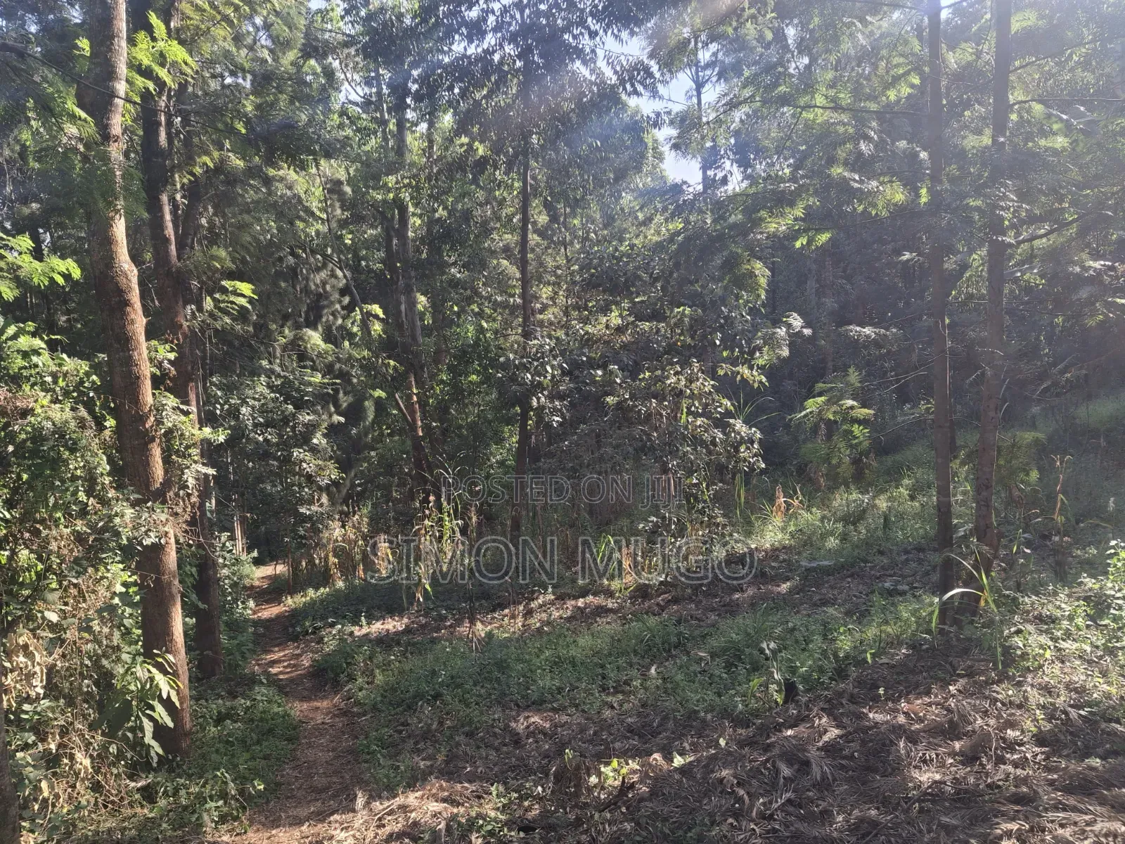 Mwimuto Prime Commercial/ Residential 50x100 Plot Freehold Title