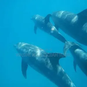 Kisite Marine Park Private Boat Trip