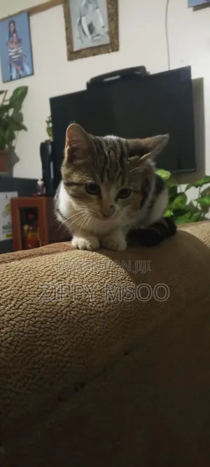 6-12 months Female Mixed Breed Abyssinian