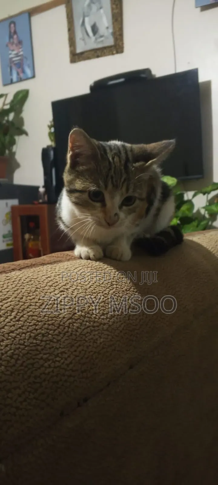 6-12 months Female Mixed Breed Abyssinian