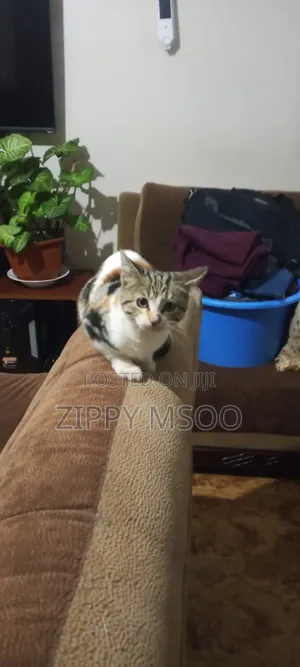 6-12 months Female Mixed Breed Abyssinian