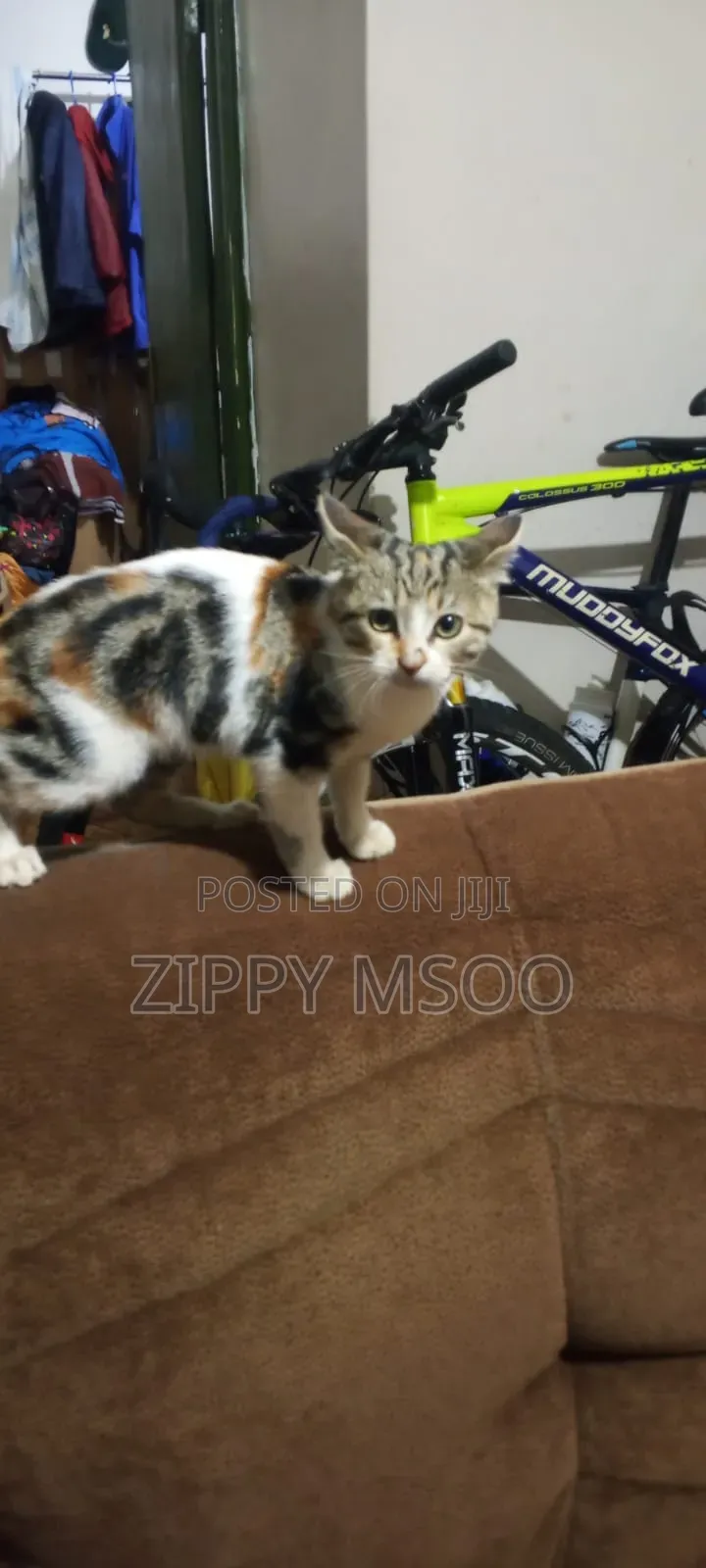 6-12 months Female Mixed Breed Abyssinian