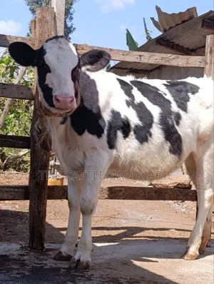 Holstein Cow for Sale