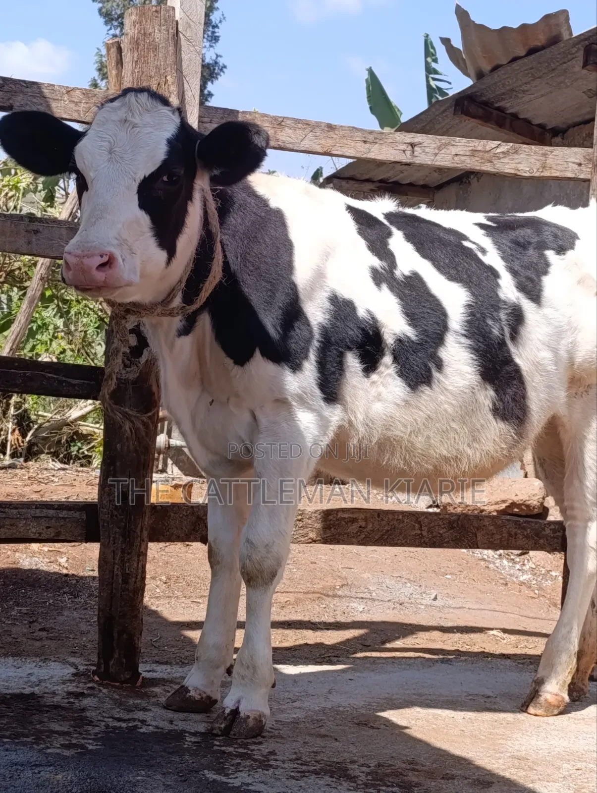 Holstein Cow for Sale