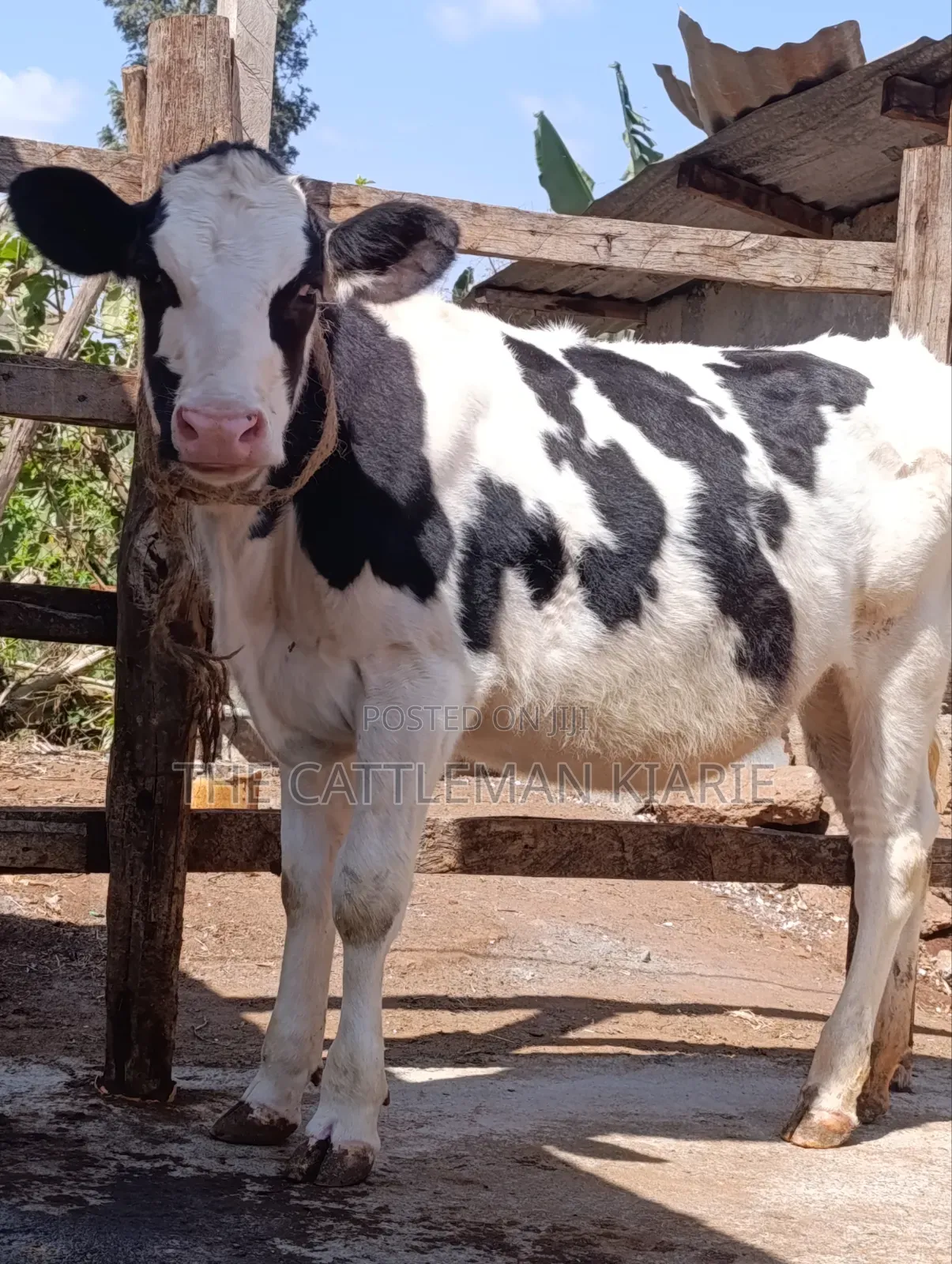Holstein Cow for Sale