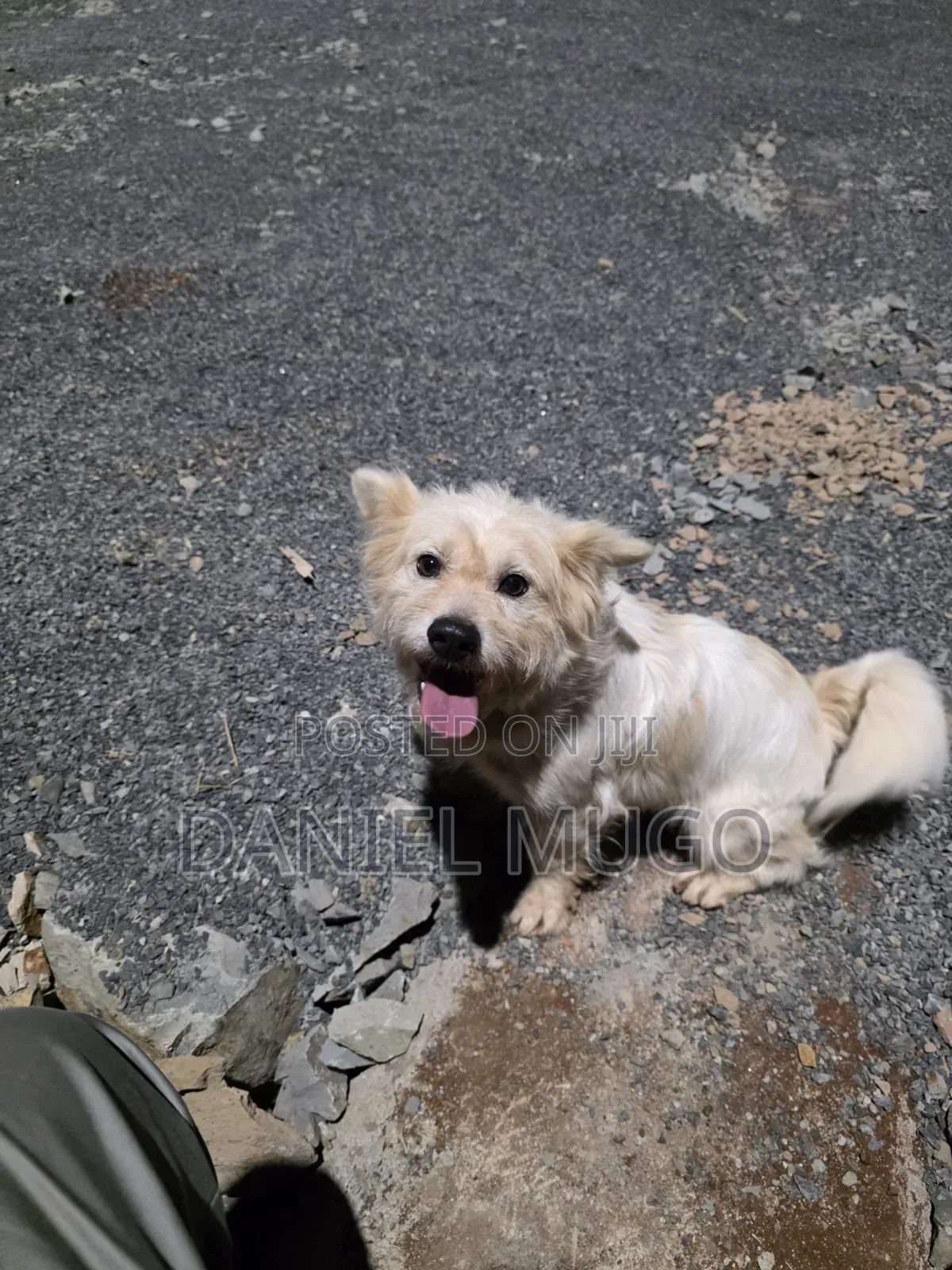 1+ year Male Mixed Breed Japanese Spitz