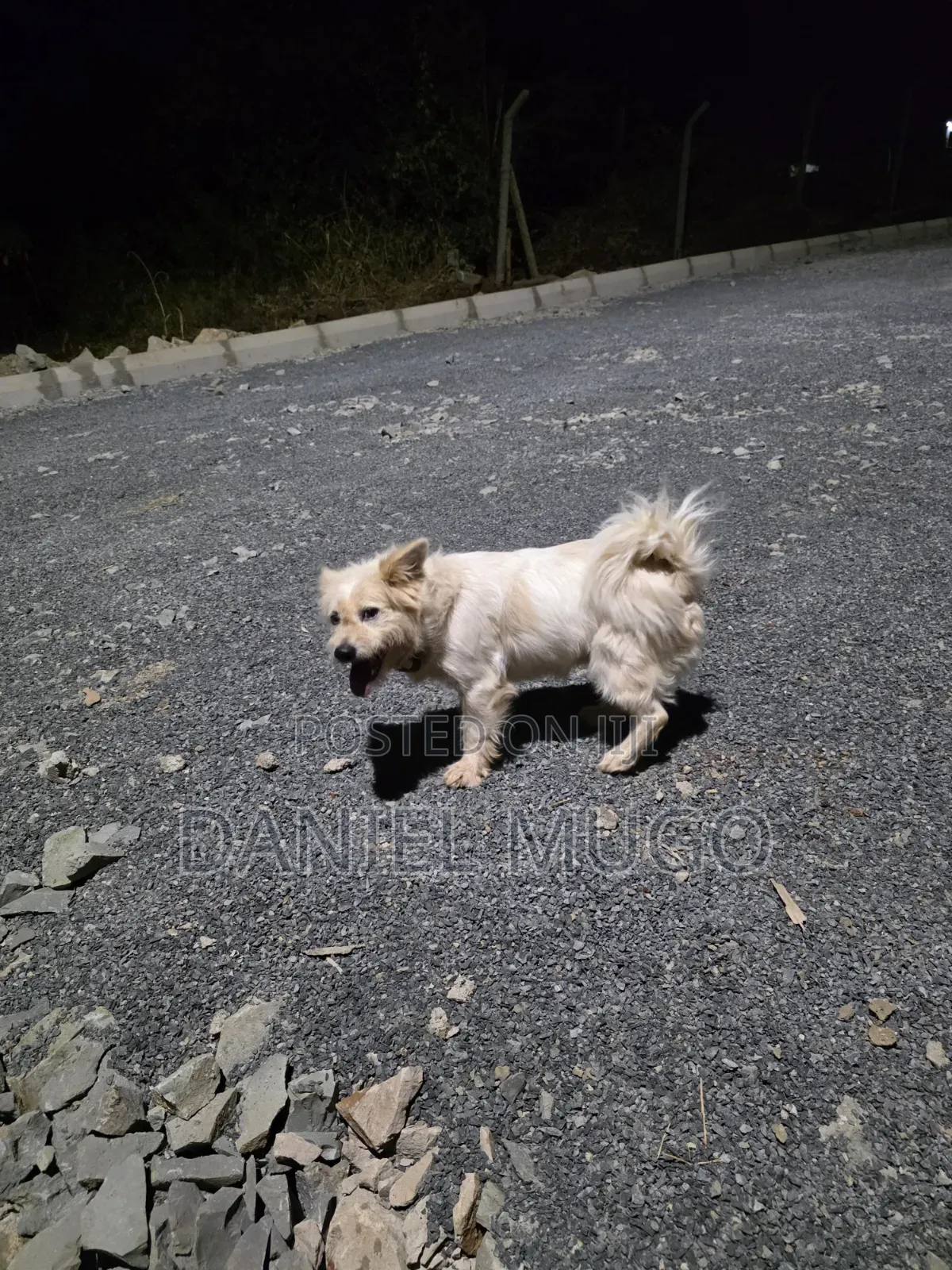 1+ year Male Mixed Breed Japanese Spitz