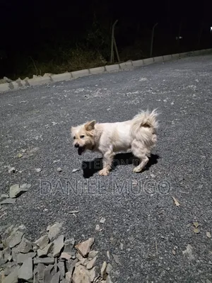 1+ year Male Mixed Breed Japanese Spitz
