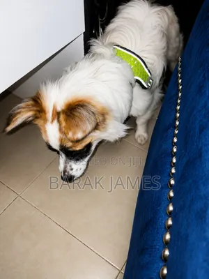 6-12 months Male Mixed Breed Jack Russell Terrier