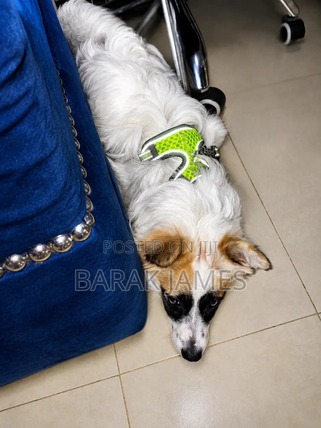 6-12 months Male Mixed Breed Jack Russell Terrier