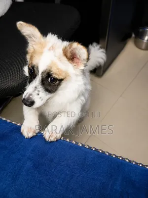 6-12 months Male Mixed Breed Jack Russell Terrier