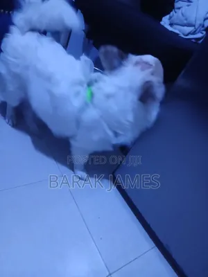 6-12 months Male Mixed Breed Jack Russell Terrier