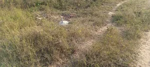 Land on Sale Matuga Voroni 2 Acres  850pre Acre