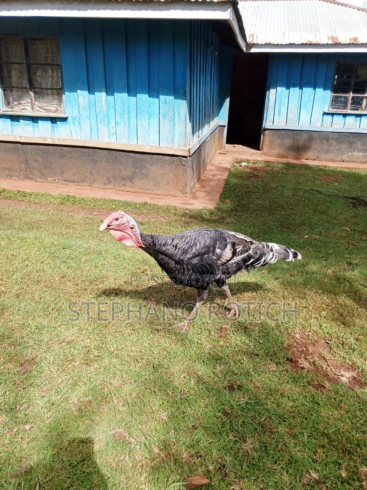 Mature Turkey (Pair)