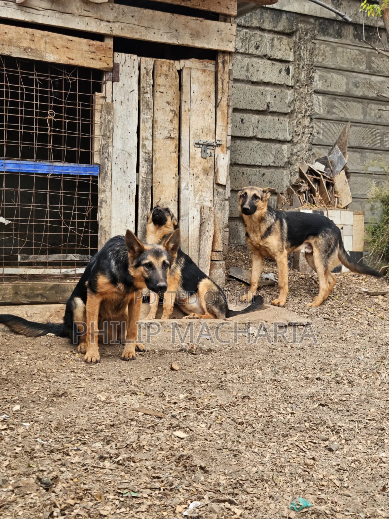 6-12 months Female Purebred German Shepherd