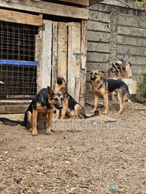6-12 months Female Purebred German Shepherd
