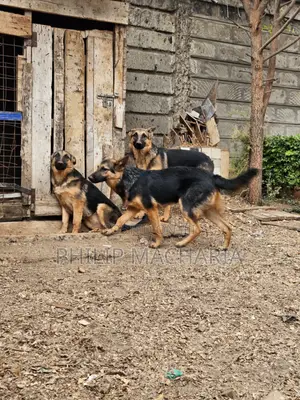 6-12 months Female Purebred German Shepherd