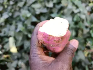 American Sweet Potato Orange Flesh Tubers (Ipomoea Batatas) Cuttings