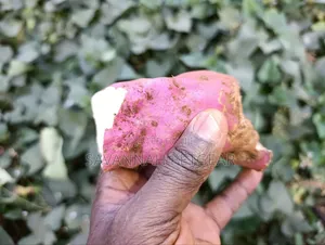 American Sweet Potato Orange Flesh Tubers (Ipomoea Batatas) Cuttings