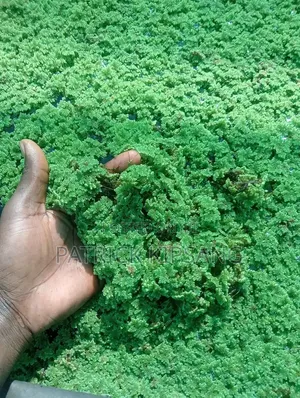 Azolla Seeds