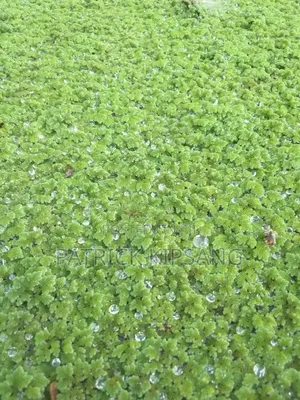 Azolla Seeds
